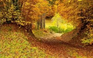 jblasa's tweet photo. π Phototrekking al foliage π
π
Domenica 30 Ottobre 2022
#phototrekking #trekkingcalabria #trekkingsila #sangiovanniinfiore #sila #parcosila #autunno2022 #rispettalacalabria #eventicalabria #calabria #escursionicalabria #calabriatour #jblasa
https://t.co/F2ReznCGNh https://t.co/9IFPgkiaFi