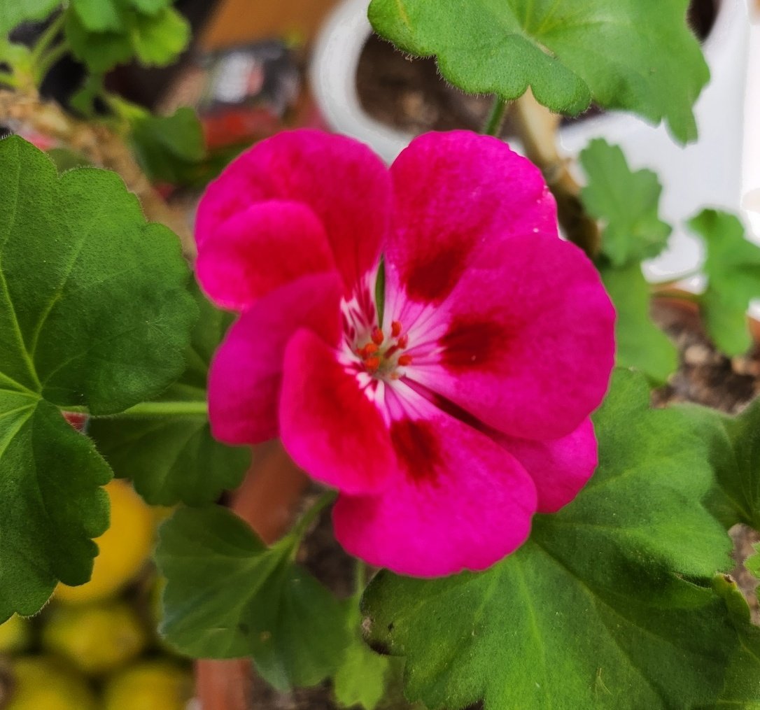 제라늄 꽃이 폈다