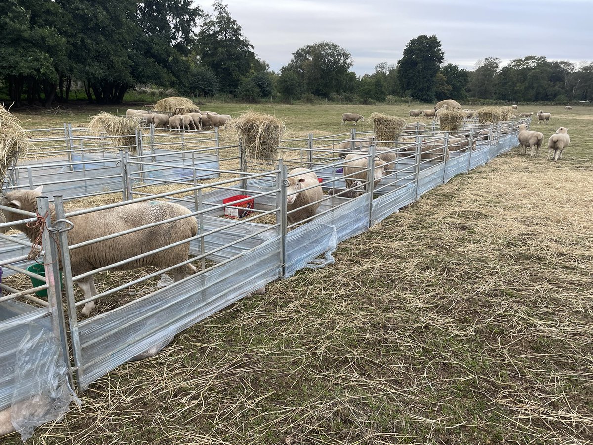 WantisdenHallFa's tweet photo. Autumn lambing is in full swing #lambs #polldorsets #dorsethorns only wish the grass was growing a little quicker!! They will seen be grazing all the #covercrops which will help. @dhpdsba @CenturionGroup2 https://t.co/9ax64l3MGg