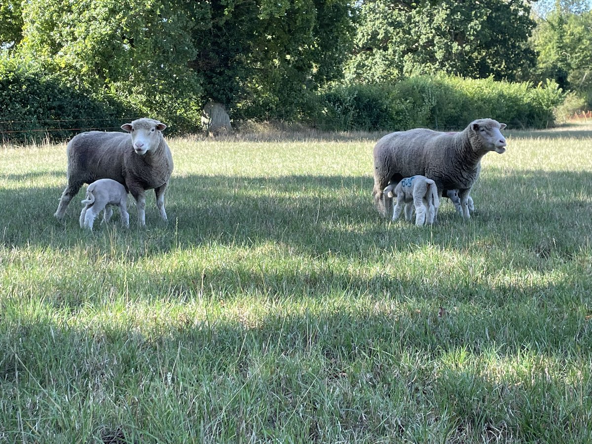 WantisdenHallFa's tweet photo. Autumn lambing is in full swing #lambs #polldorsets #dorsethorns only wish the grass was growing a little quicker!! They will seen be grazing all the #covercrops which will help. @dhpdsba @CenturionGroup2 https://t.co/9ax64l3MGg