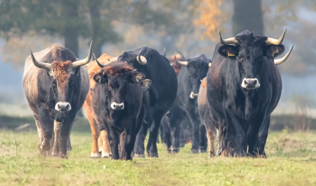 Ontdek natuurgebied Keent tijdens de Kracht van Keent -  kliknieuws.nl/regio/oss/1980…
