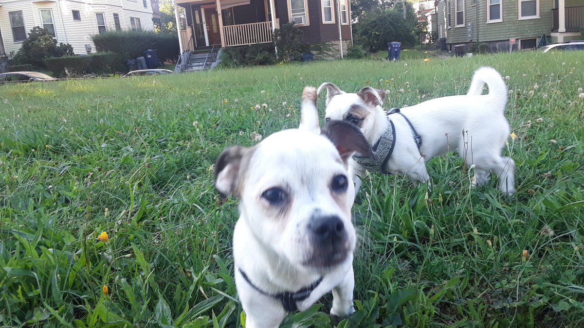 willcobb617's tweet photo. Lil Peanut n Bella https://t.co/ZE1p4ShgVu