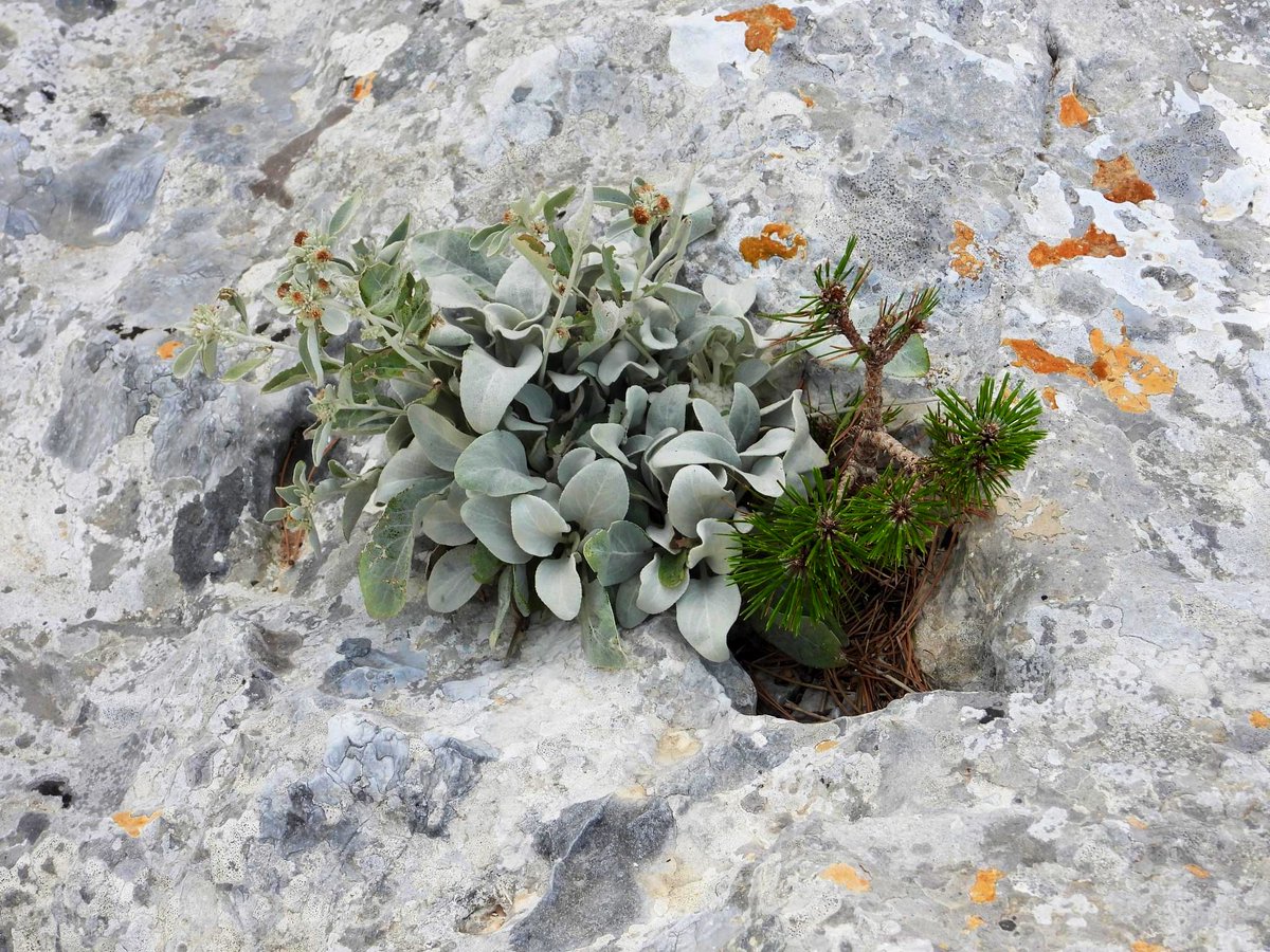 JosephSopta's tweet photo. U kamenu treba uspjeti naći život…🇭🇷
Život uvijek nađe svoj put.
#HercegBosna #Hrvatska #Croatia #LifeInStone #NaturePhotography #NatureBeauty #nature https://t.co/NV86rs3ZOB