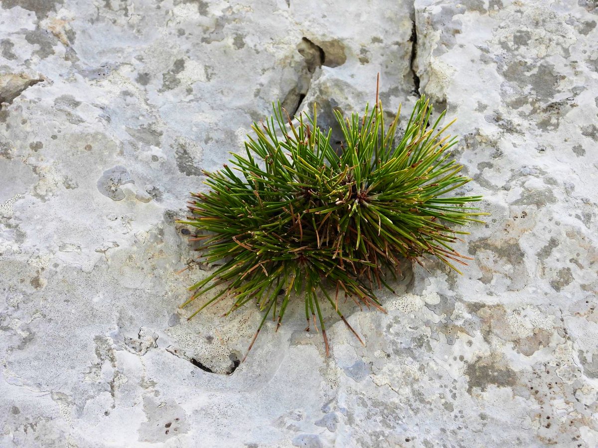 JosephSopta's tweet photo. U kamenu treba uspjeti naći život…🇭🇷
Život uvijek nađe svoj put.
#HercegBosna #Hrvatska #Croatia #LifeInStone #NaturePhotography #NatureBeauty #nature https://t.co/NV86rs3ZOB