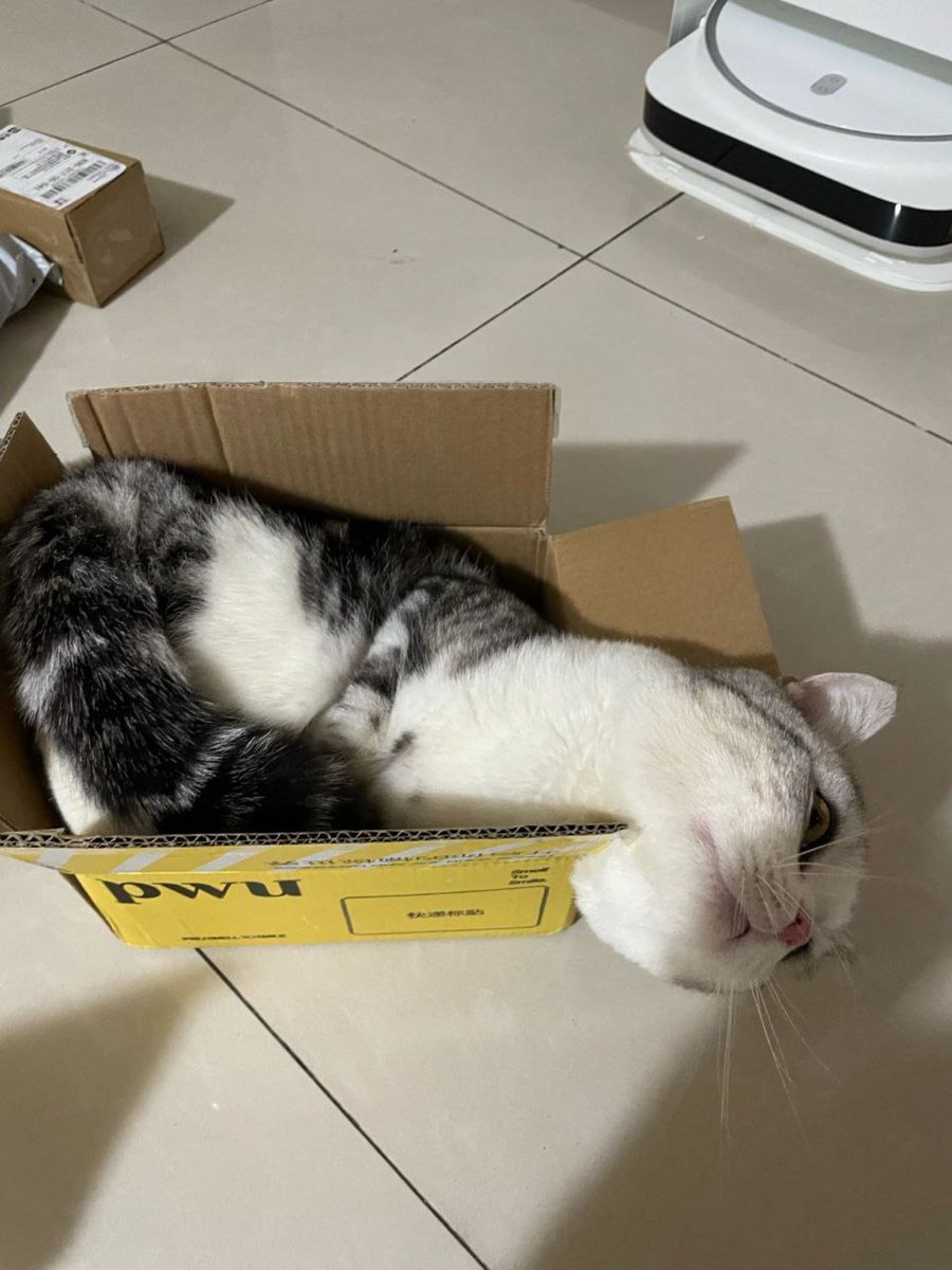 Chocolate0438's tweet photo. Melancholy kitten https://t.co/wr7sgVT5KU