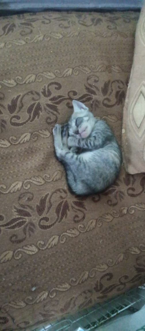 letssavewelfare's tweet photo. This tiny baby is in urgent need of a foster mother or if someone can foster her or adopt her.
Someone has left her on street.
Plz share n help 🙏 
Contact +92 306 5056573 https://t.co/lHinh64COh