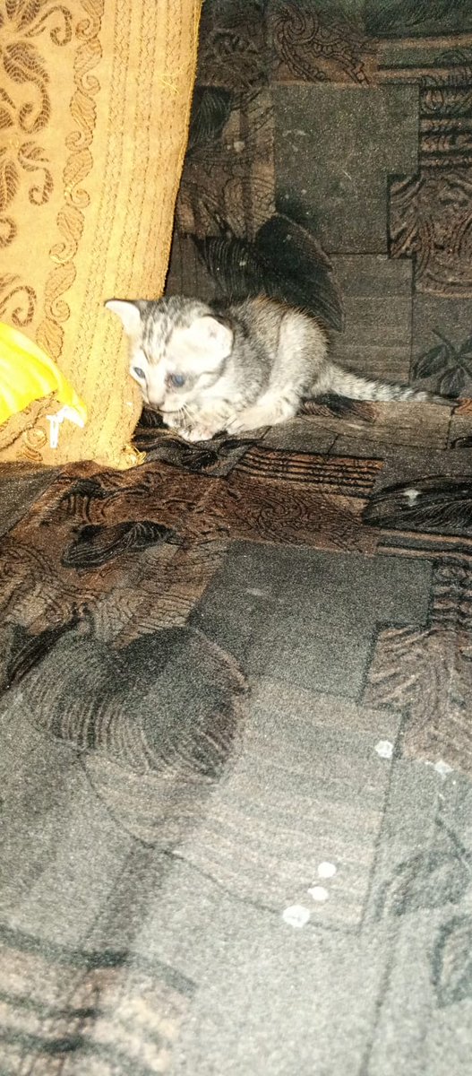 letssavewelfare's tweet photo. This tiny baby is in urgent need of a foster mother or if someone can foster her or adopt her.
Someone has left her on street.
Plz share n help 🙏 
Contact +92 306 5056573 https://t.co/lHinh64COh
