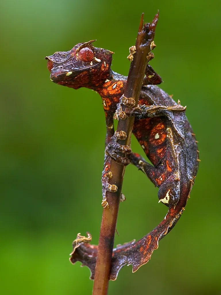 MaxNigro_Neuro's tweet photo. Watching #AbsurdPlanet on @netflix with my kid I discovered this beauty with a very metal name: Satanic leaf-tailed gecko
The music on the show is pretty good too https://t.co/AIhhciGaVO