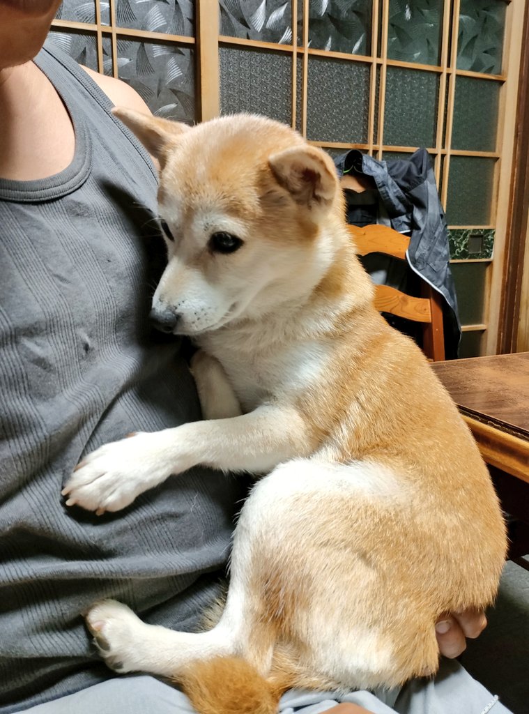 タグ 柴犬のいる暮らし の注目ツイート メガとんトラック