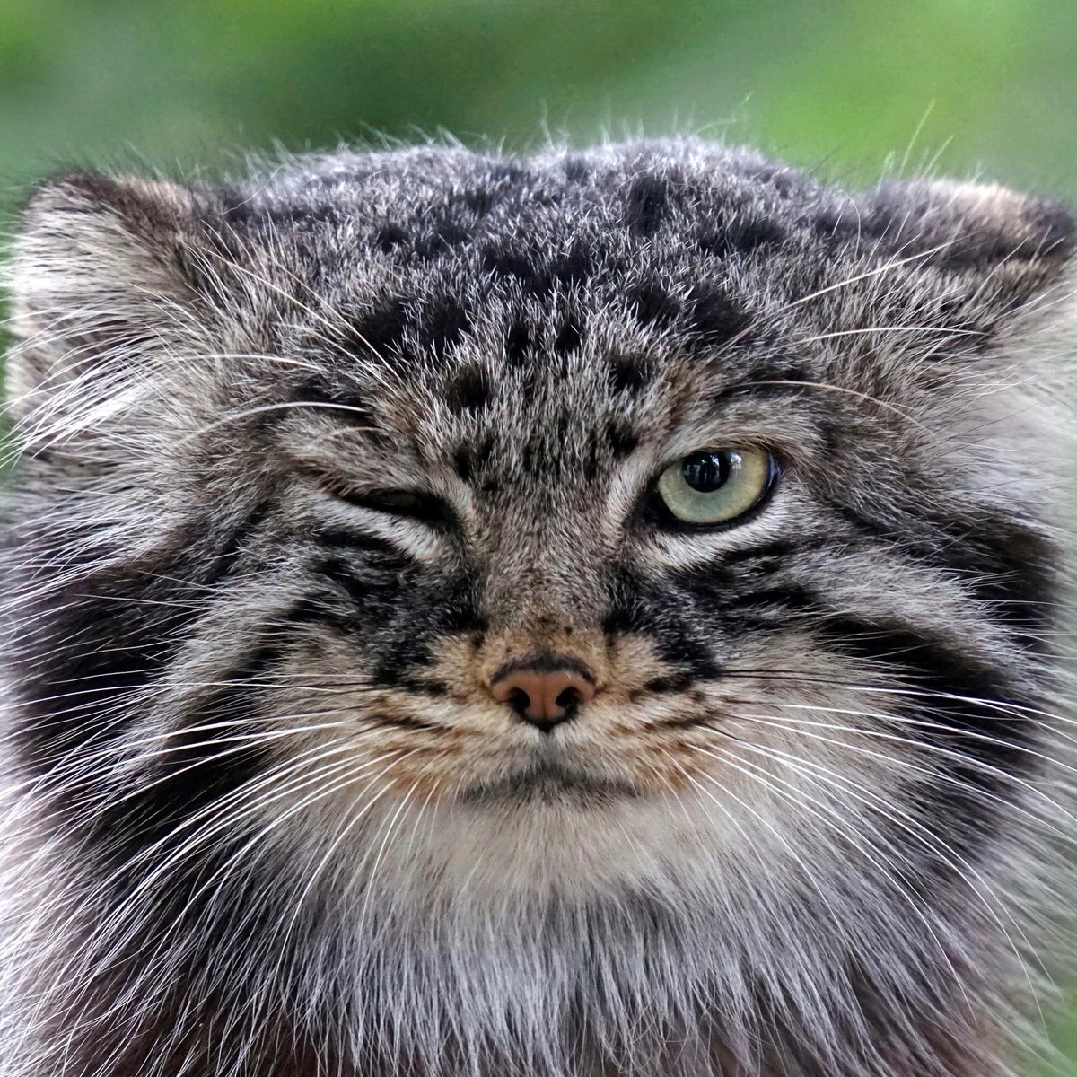 COOL MANUL NFT 🐾 tweet media