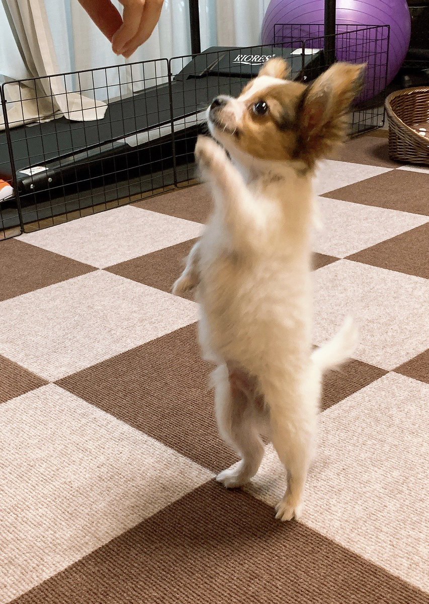 Himagami_com's tweet photo. うちの犬可愛すぎやろ（3.4枚目は小さい頃の写真。） https://t.co/JgVrbhkPMD