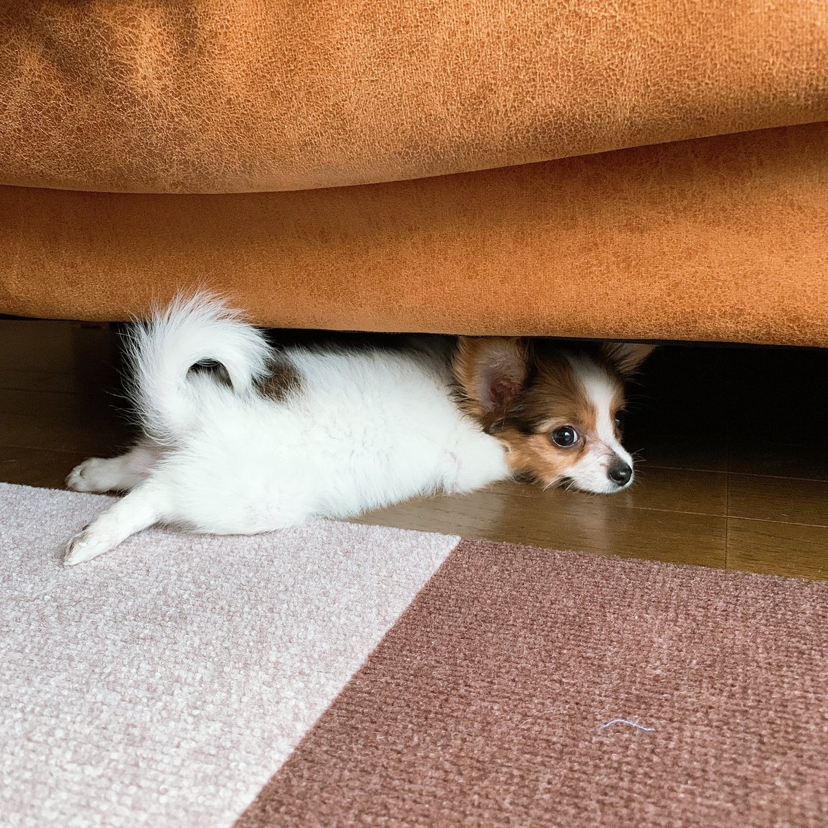 Himagami_com's tweet photo. うちの犬可愛すぎやろ（3.4枚目は小さい頃の写真。） https://t.co/JgVrbhkPMD