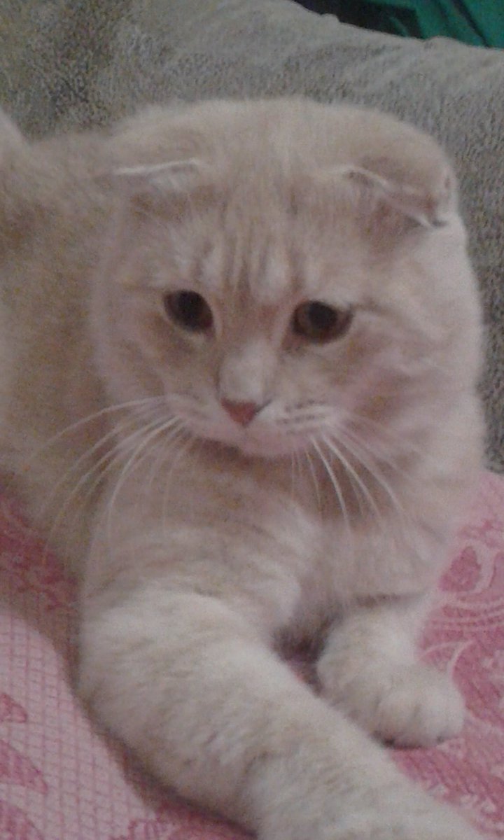 AlexanderKofur's tweet photo. Это Семён 3 года он празднует #happycatmonth со всеми ждём уже когда сможем сминтить его NFT  #IguVerse https://t.co/JOkdZk2YUs