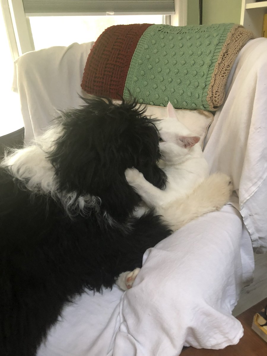 readheadreader's tweet image. Can we just take a moment to enjoy this next level CUTENESS? They are so sweet together 🥹🐱💜🐶 #dogsandcats #DogsofTwittter #CatsOfTwitter #puppylove