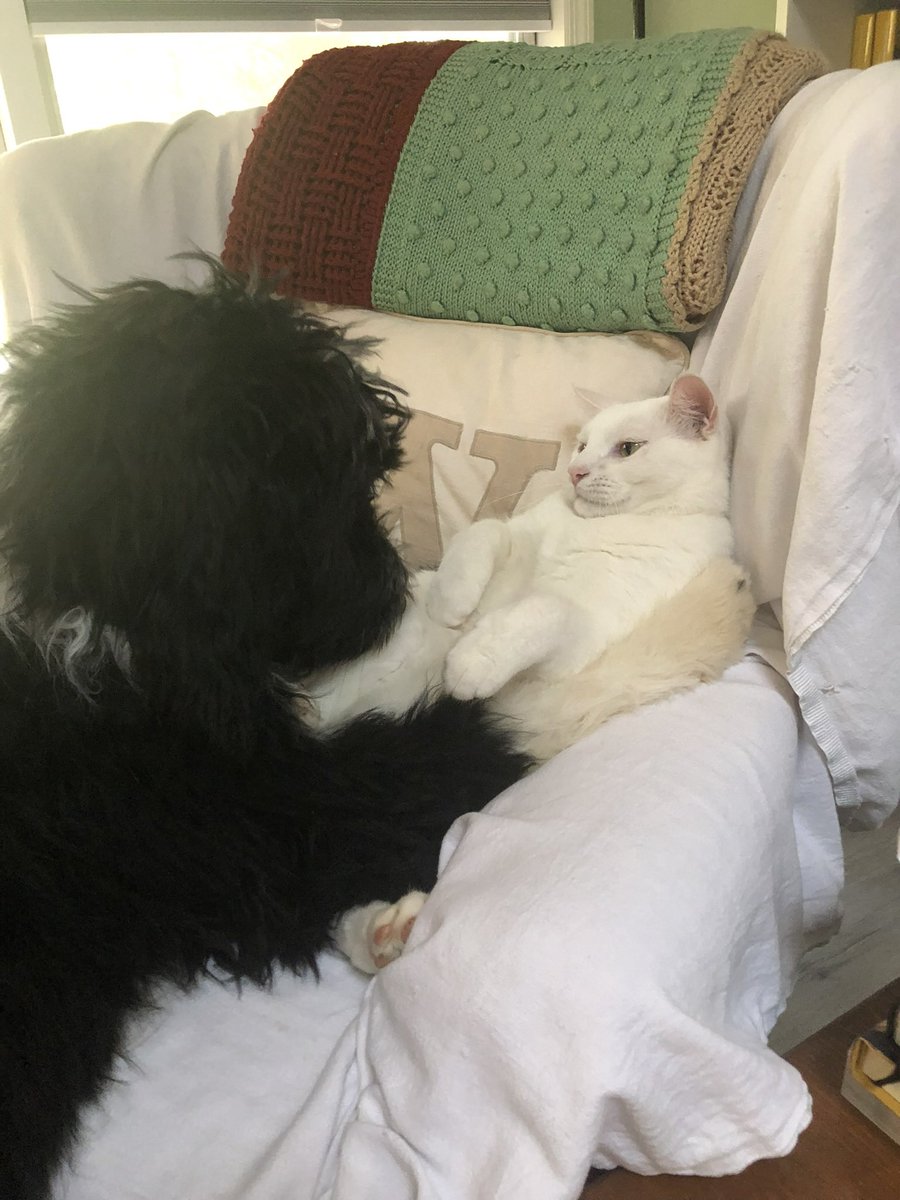 readheadreader's tweet image. Can we just take a moment to enjoy this next level CUTENESS? They are so sweet together 🥹🐱💜🐶 #dogsandcats #DogsofTwittter #CatsOfTwitter #puppylove