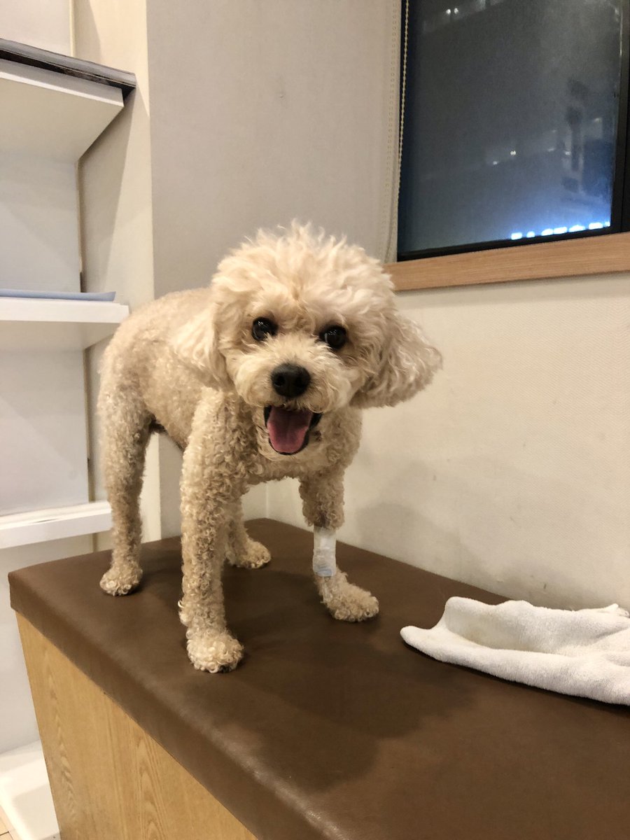 elaland's tweet photo. 내새꾸 아직은 기력이 회복되질 않아서 조금만 걸어도 헥헥거리고 자꾸 앉거나 엎드리려고 하네ㅠㅠ 투약 용량을 맞춰가는 시간이 좀 필요하다구 한다. 그래도 하루이틀 정도면 혈소판, 빈혈 수치는 정상으로 돌아올 것 같다고. 아픈 와중에도 내새꾸 너무 귀여워ㅠㅠㅠㅠㅠㅠㅠㅠㅠ https://t.co/JZfBN3s9kB