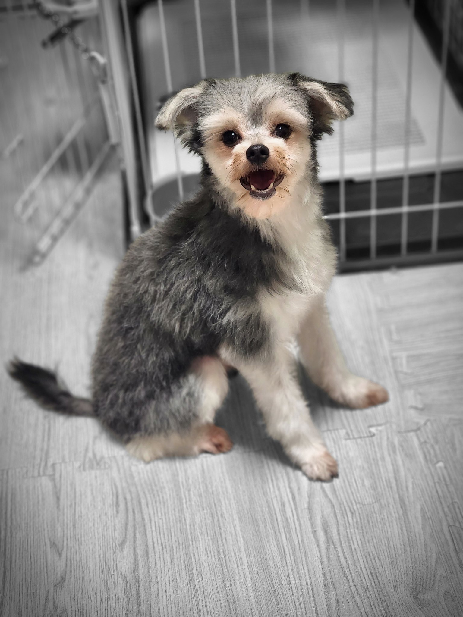犬お風呂 Twitter Search Twitter