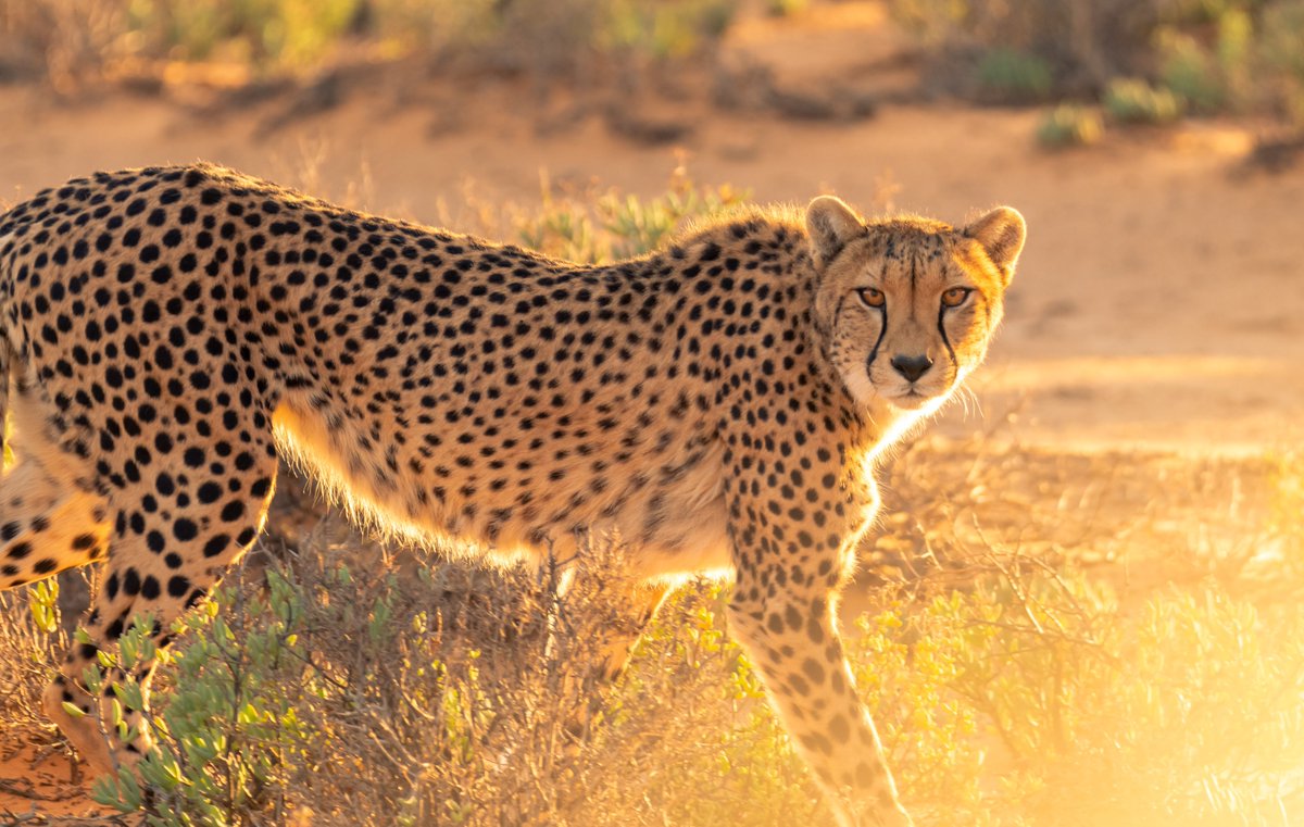 AfricanConserve's tweet photo. India reintroduces #cheetahs from Namibia into the wild at the Kuno National Park. The Asiatic cheetah was declared domestically extinct in 1952.
https://t.co/Z3BvT5lf32 https://t.co/iWnk901HHQ