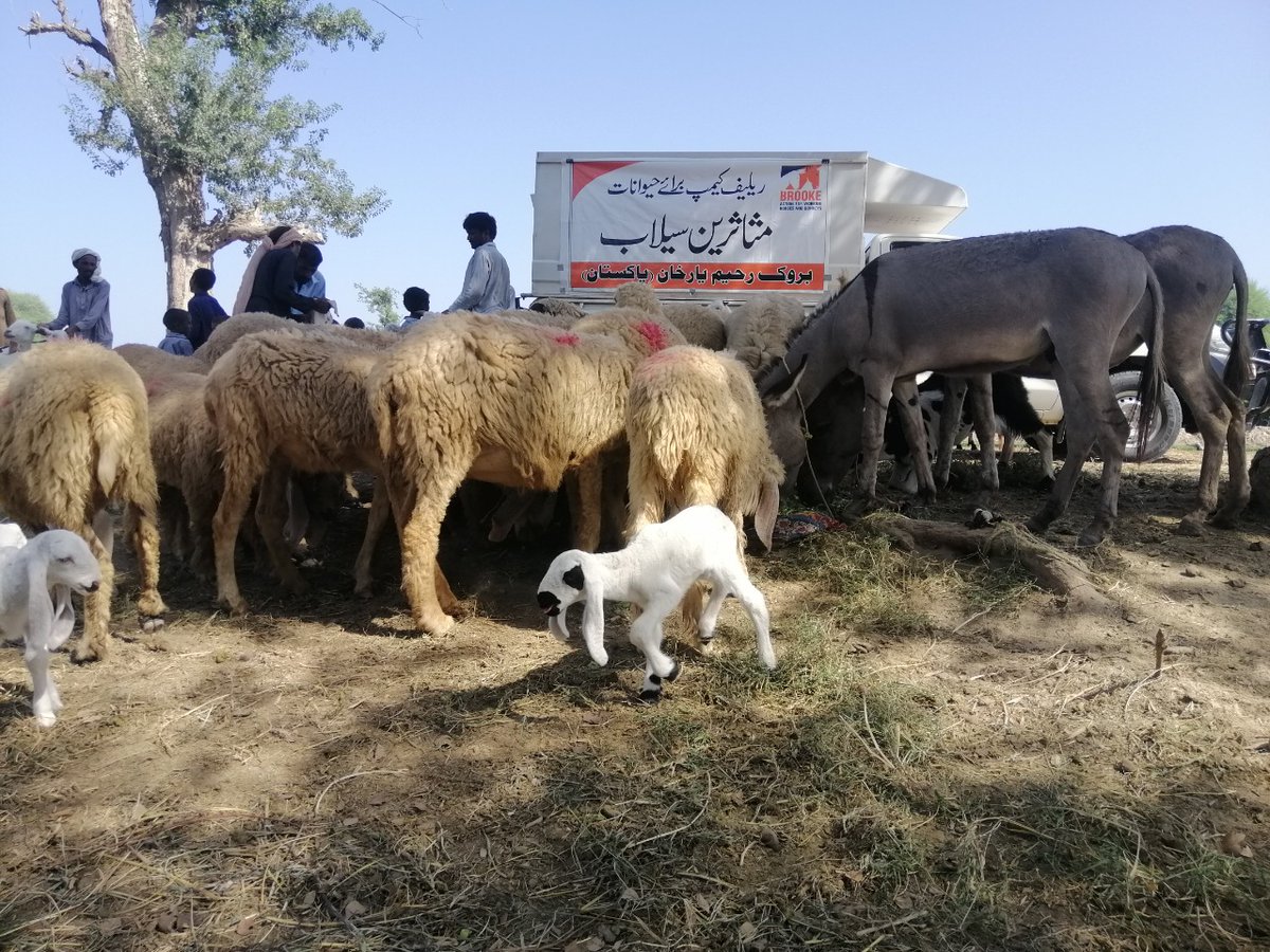BrookePakistan's tweet photo. It's not only #equine who benefits from #BrookePakistan services; we are also reaching out and helping other animals and their owner through #firstaid, #food, and #fodder.
Brooke Pakistan Vet. Dr Omer helping out flood affected in #RahimYarKhan
#FloodsInPakistan
#helpingall https://t.co/zry9ULv5Bv