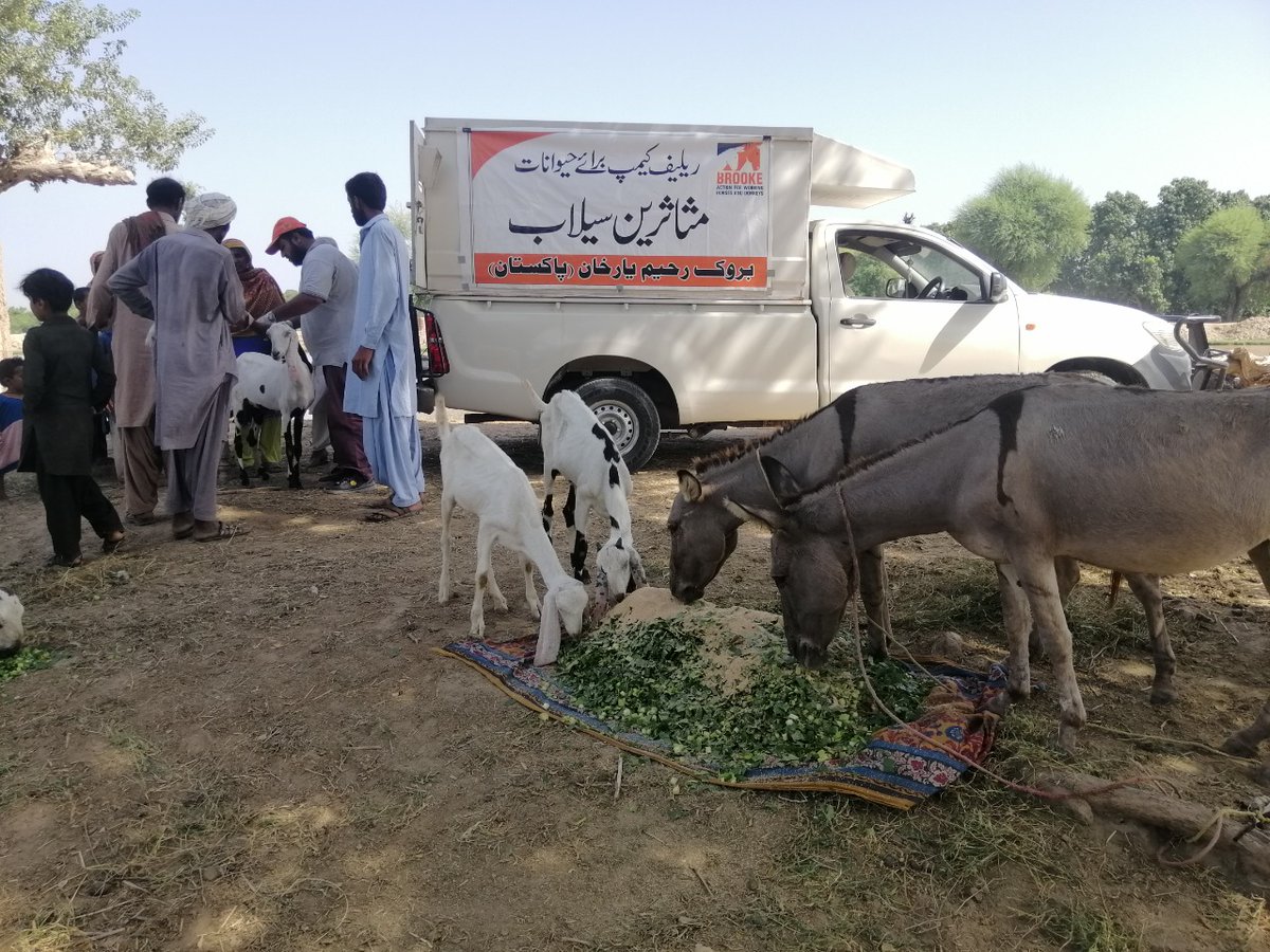 BrookePakistan's tweet photo. It's not only #equine who benefits from #BrookePakistan services; we are also reaching out and helping other animals and their owner through #firstaid, #food, and #fodder.
Brooke Pakistan Vet. Dr Omer helping out flood affected in #RahimYarKhan
#FloodsInPakistan
#helpingall https://t.co/zry9ULv5Bv