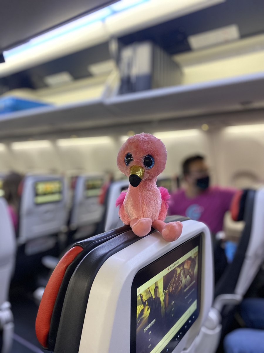 OlaInTech's tweet photo. YYC —> LAX ✈️ ✈️ ✈️
Gilda is off and on route to the @meetgradient company retreat!!
#meetgradient #YYC #LAX #IT #MSP https://t.co/4eI7q10UHe