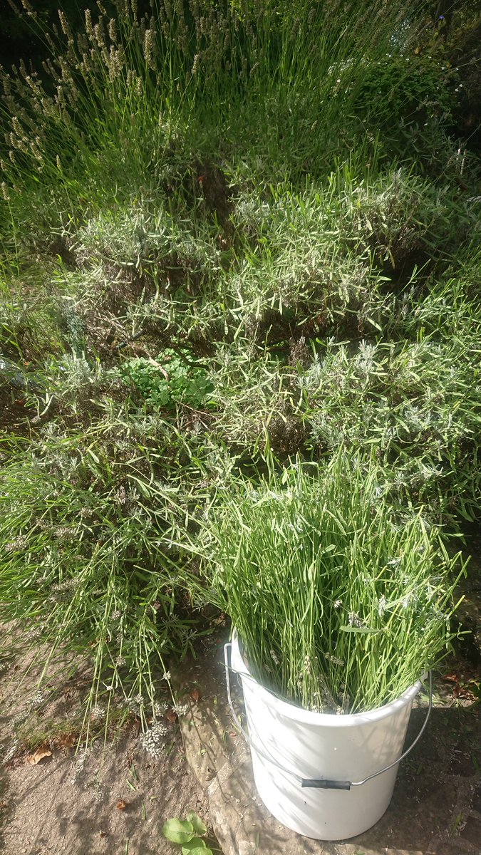 Lavender cutting day at Little Meadow #Croydon