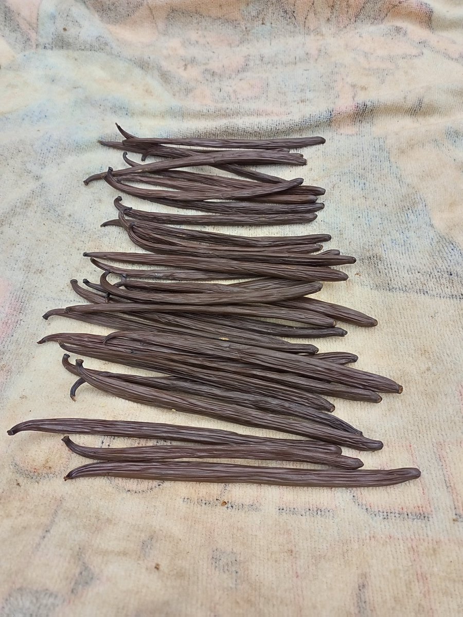 KulikayoF's tweet photo. The last few vanilla beans of the first season of 2022 complete the sweating/sun-drying phase of curing. They will now go inside on to drying racks until they reach a moisture content of 25%.
Naturally, this involves checking every bean every 2-3 days 😕
#organic #vanilla https://t.co/dsr3Wz46XB