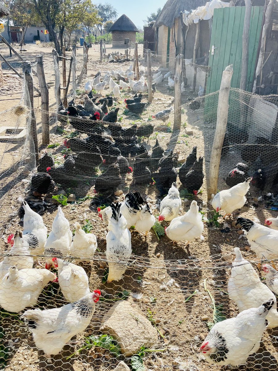 terrymap1's tweet photo. Good morning Fam. My name is Terry and I love what I do which is selling Roadrunner chicks. Please support my hustle. It’s easy through the phone 0777457868, 0719457868. It will be good for you to see a New Red Motorbike delivering chicks to you. I have a Motorbike 

Please RT🙏🏿 https://t.co/cifaqaOJjS