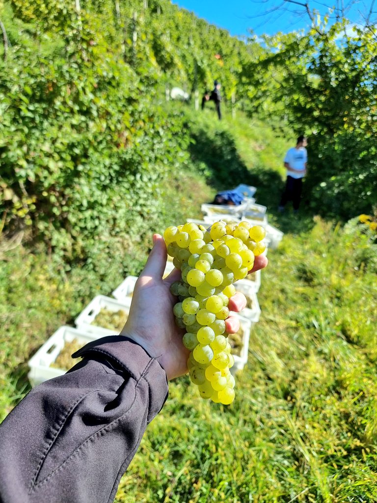 mihadajcman's tweet photo. Rumeni muškat. #NaBregi #trgatev https://t.co/pMypTIoF9U
