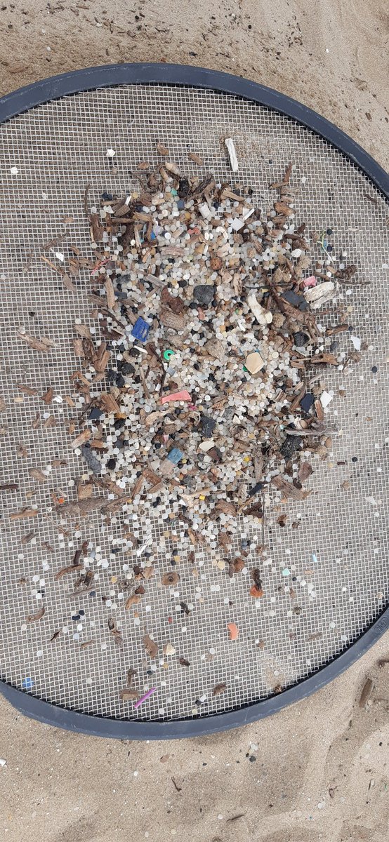 Escalfem motors per la recollida de #microplàstics a la sorra de la platja del Racó, #Salou
😥
assoc-cen.org/microplastics-…

<a href="/AjuntamentSalou/">Ajuntament de Salou</a>

#NATURAsenseBROSSA
#plastiXnatura
#entitatsambientals

#ProyectoLIBERA #HéroesLIBERA #Basuraleza
#worldcleanupday #letsdoitworld