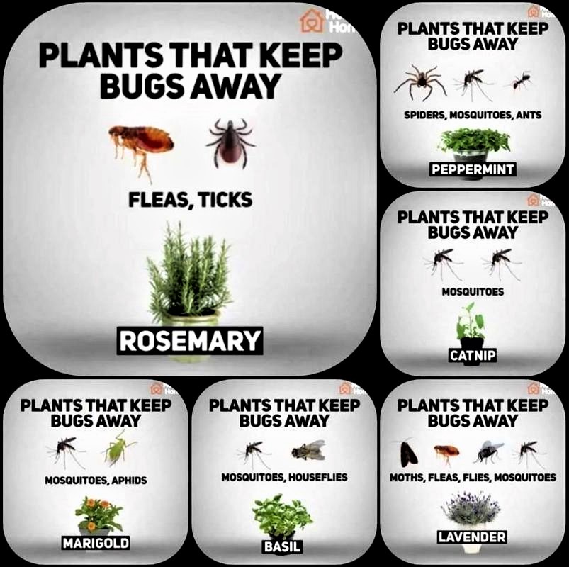 Greenisamissio1's tweet photo. It is remarkable how nature protects its biodiversity by finding solutions for us. We don't always have to destroy everything that disturbs us.
I was taught this as a small child by my grandparents and parents. Have a blessed rest of the day.💚❤️🍀🌳☘️🌱🌲🌿💚

📷Netfund https://t.co/uaUmLMGlXJ