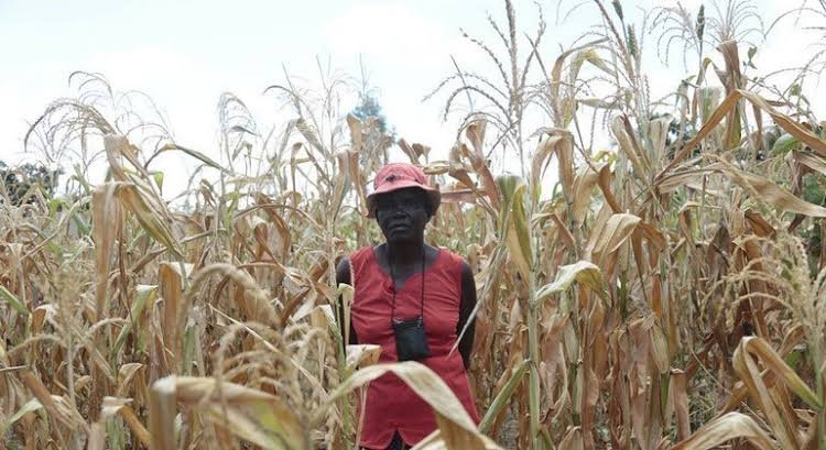 esaczim's tweet photo. Because of Climate Change, Drought has destroyed many food crops in Zimbabwe leading to food shortages.@wclimate @Climate_Rescue @insideclimate @lancewiggs @ClimateHuman @nehaorg @green4EMA @esaczim @missouriEE @EUEnvironment #esaczim #drought #droughteffects #ClimateEmergency https://t.co/xCW1gDUy89