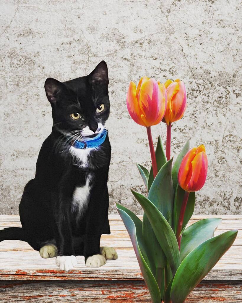 Metty is a pretty kitten #catsofinstagram #kittensofinstagram #tuxiesrule #tuxiesofinstagram instagr.am/p/Cio97iON8aa/