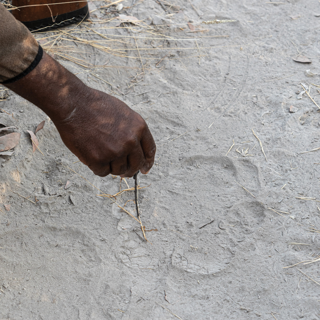 OngavaLodge's tweet photo. Can you identify which animal spoor our guide is pointing out to guests here?
#ongava #conservation #namibia #etosha #africa #wildlife #safari #listentonature https://t.co/tROzPPYsiy