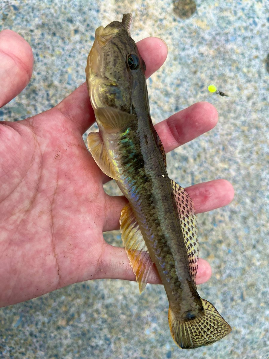 fish_kumagai's tweet photo. 今年だいぶ渋いですがハゼ釣り楽しいですね🐟
TP77MLでドラグゆるゆるファイトが痺れます!
今夜は天ぷらでビール!🍺
#APIA #TP77ML #ハゼ釣り https://t.co/xRutYRb4pM