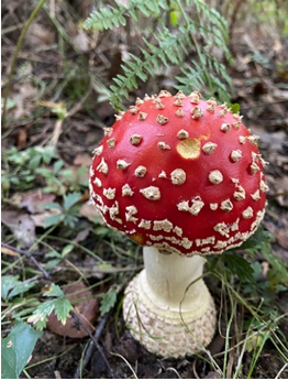 JMSimpsonauthor's tweet photo. Gorgeous in the woods. Very very chilly early on!
#writingcommunity #amwritining #nearlyfinishedwip https://t.co/3LkQWC46Bc