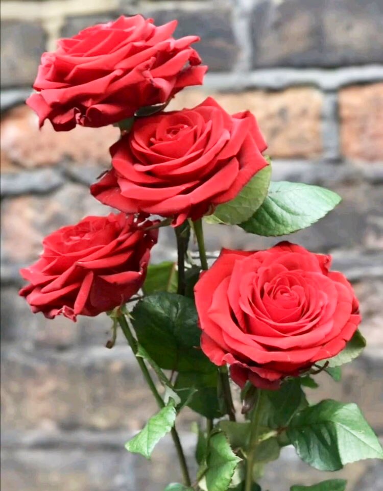 Yetiş feryâdına cân veren bülbülün,
Ey şefkati az hüsnü çok nazlı gül-bün!
—