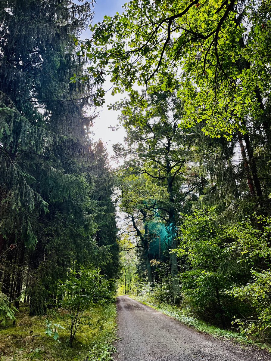 boardflow's tweet image. Waldbaden.