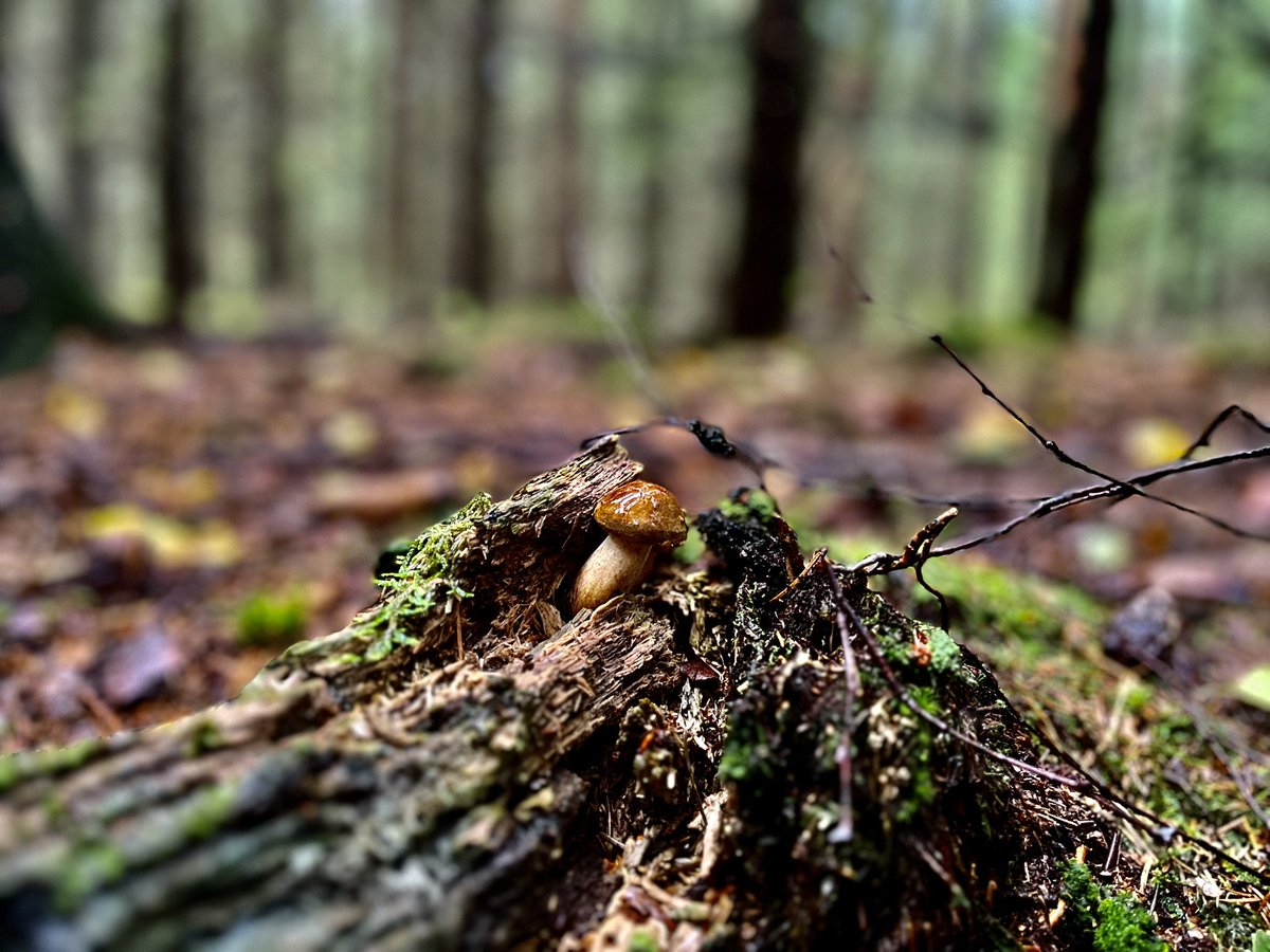 boardflow's tweet image. Waldbaden.