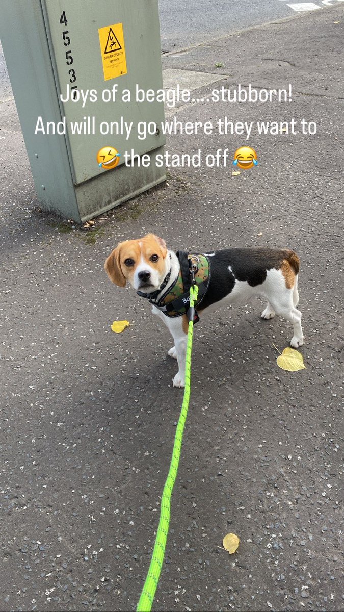 Bowie ⚡️🐶 tweet media
