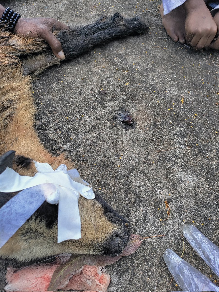 SecularBuffalo's tweet photo. Dr Chinmay removed the eye ball ,it was eaten by maggots #Extirpation 😁 https://t.co/pF6Np4XWPT