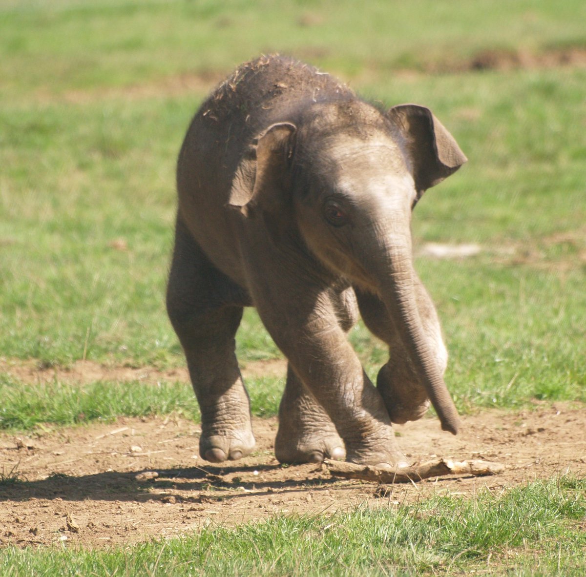 Bobthehatter's tweet photo. The wonderful Asian Elephants with the new baby having fun at ZSL Whipsnade #Whipsnadezoo #ZSLwhipsnade #zoobaby #babyelephant #whipsnade #asianelephant https://t.co/n5PjeVrV9X