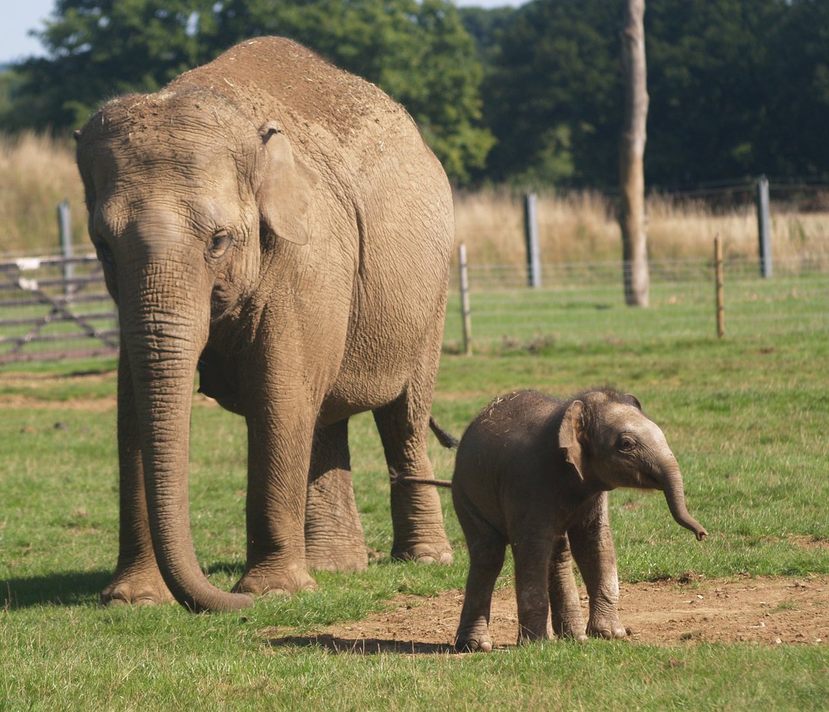 Bobthehatter's tweet photo. The wonderful Asian Elephants with the new baby having fun at ZSL Whipsnade #Whipsnadezoo #ZSLwhipsnade #zoobaby #babyelephant #whipsnade #asianelephant https://t.co/n5PjeVrV9X