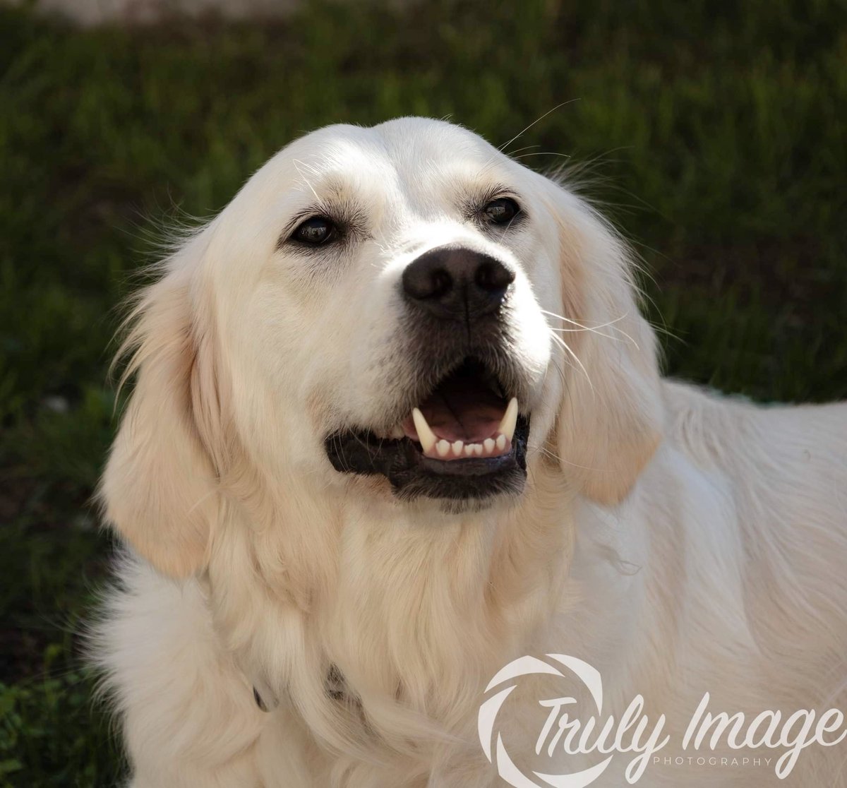 TrulyImage's tweet image. Here is Summer she was such a sweetie 🥰