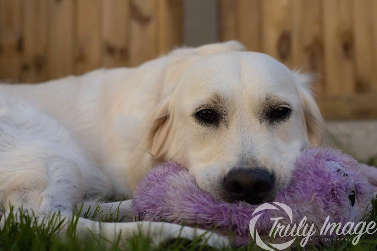 TrulyImage's tweet image. Here is Summer she was such a sweetie 🥰