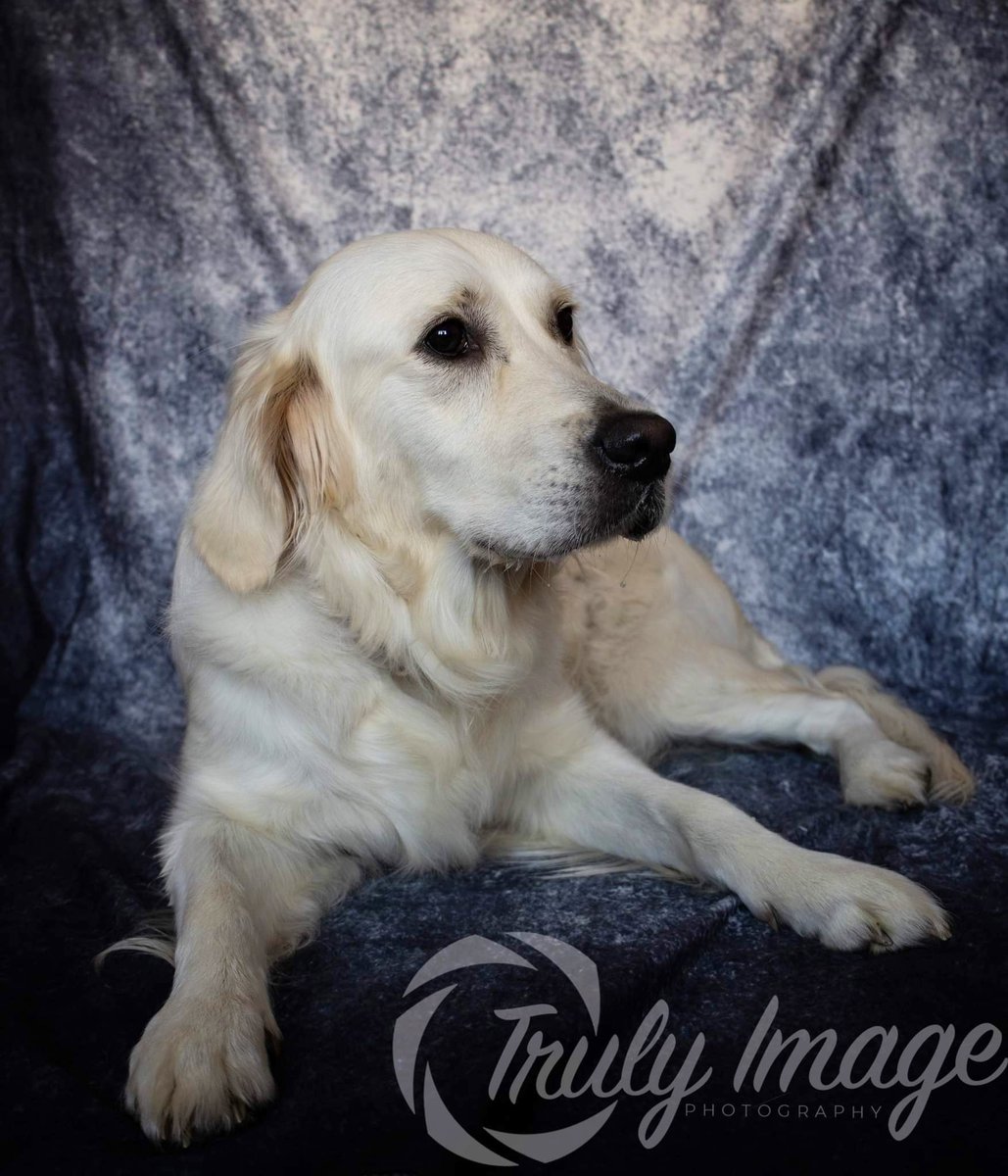 TrulyImage's tweet image. Here is Summer she was such a sweetie 🥰