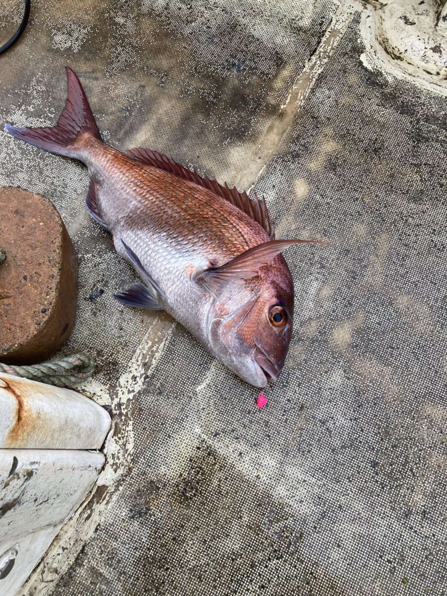 幸福丸 (@8DNu7lP6249kBJM) / Posts / X