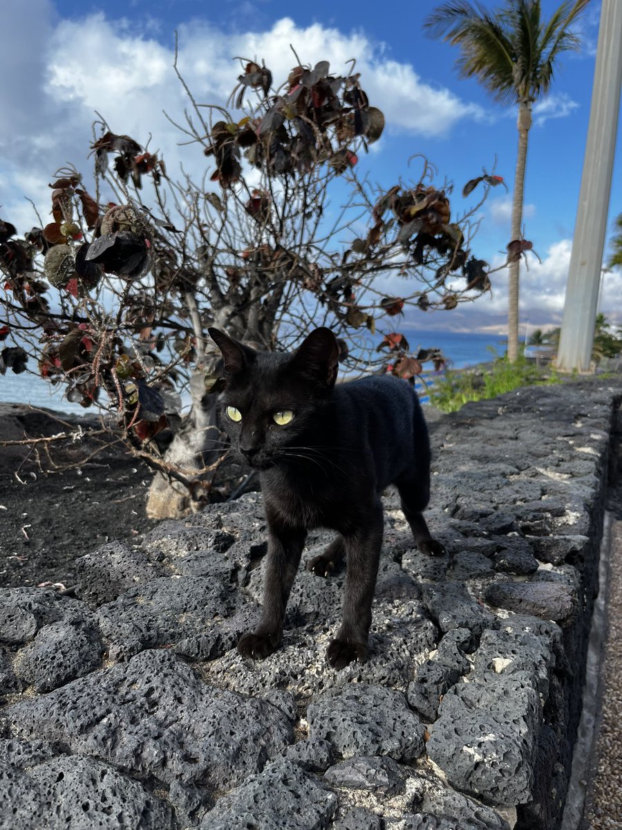 kimskinskipster's tweet photo. We hebben een nieuwe vriend ๐ฅฐ#catsoflanzarote #cats #CatsOfTwitter #CatsOnTwitter https://t.co/K5obcnPM6m