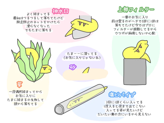 ウツボのお気に入りの場所 