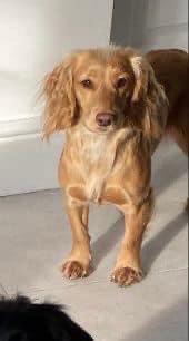 rosiedoc666's tweet image. *Urgent* it’s been over 7 wks since we’ve seen our little girl &amp;amp; every day gets harder.I never realised just how much I depended on IVY to cheer me up when I’m feeling at my lowest, I’ve found it particularly hard this last few weeks. my heart is truely broken 💔